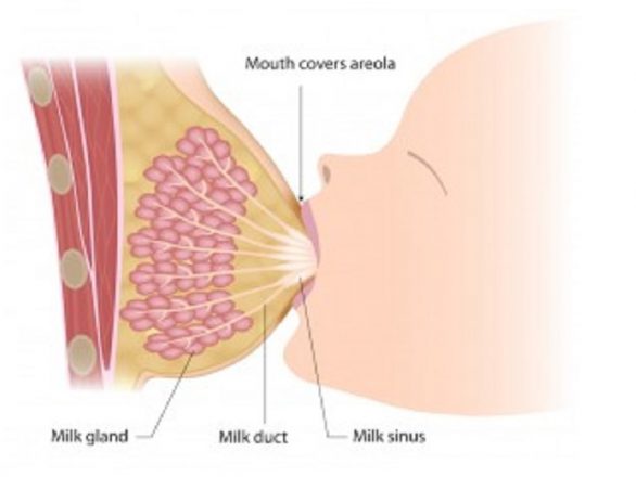 آناتومی سینه و شیردهی تاثیر جراحی سینه بر شیردهی